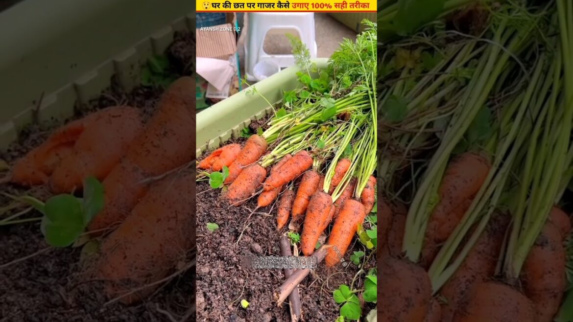 🥕The right way to grow carrots in a pot at home #ytshorts #gardening