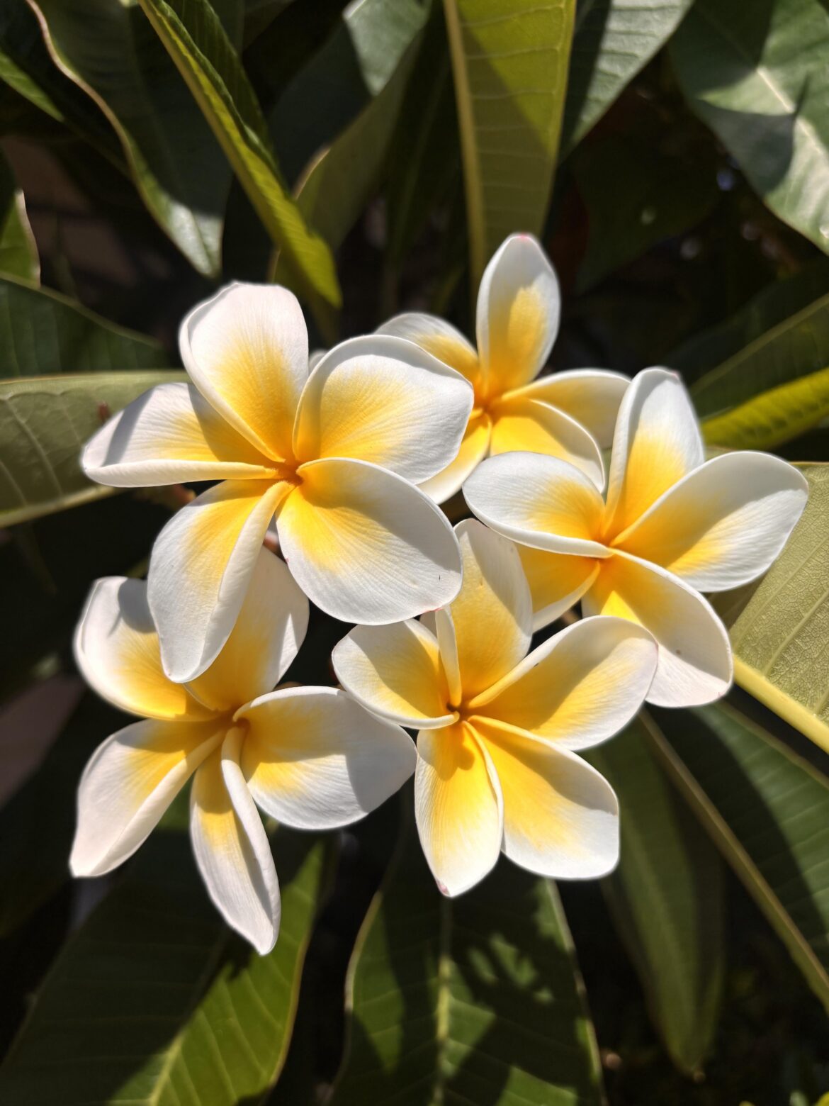 Frangipanis lighting up our garden 🌼