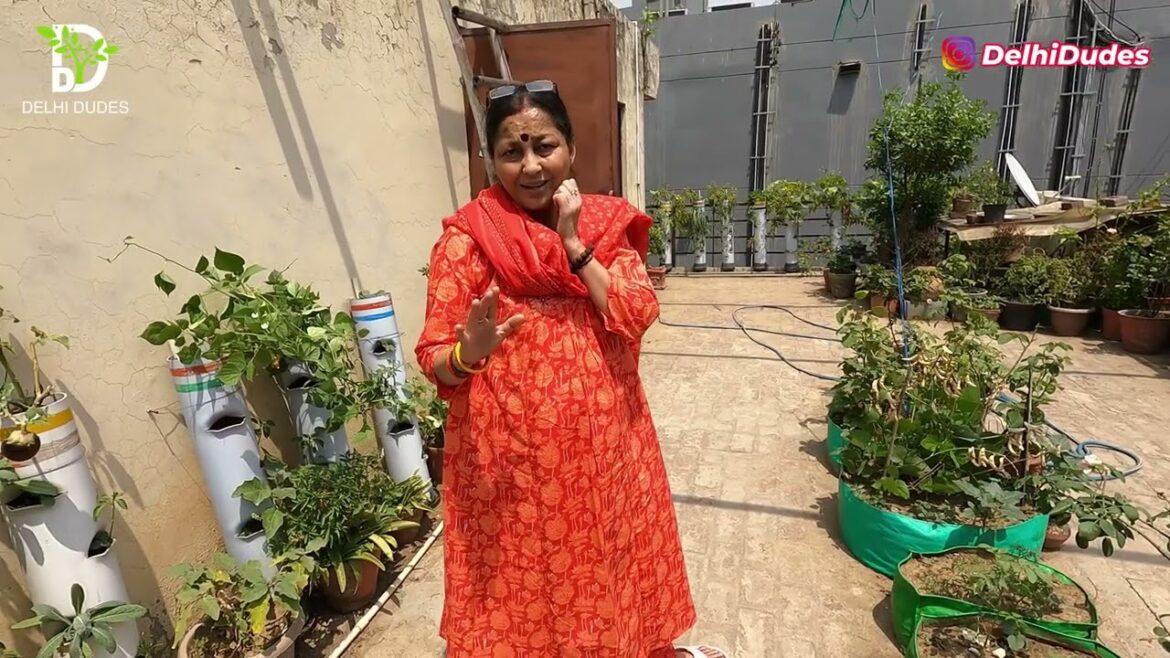 Veena's vertical vegetable garden - Veg Roof Vegetable Gardening   Video Coverage 5