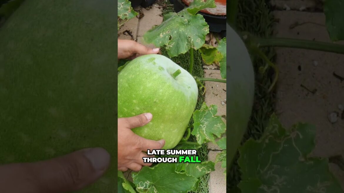California Gardening: Ash Gourd (Winter Melon) Harvest + Growing Tips #shorts Ash Gourd (Winter Melon) Harvest + Growing Tips #shorts