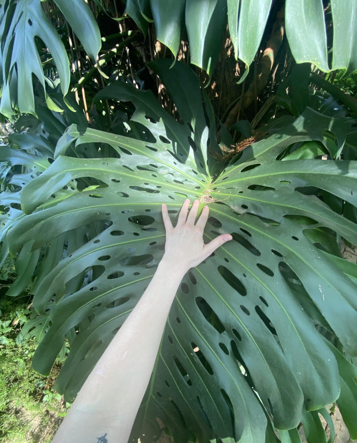 So we’re posting giant monstera leaves?