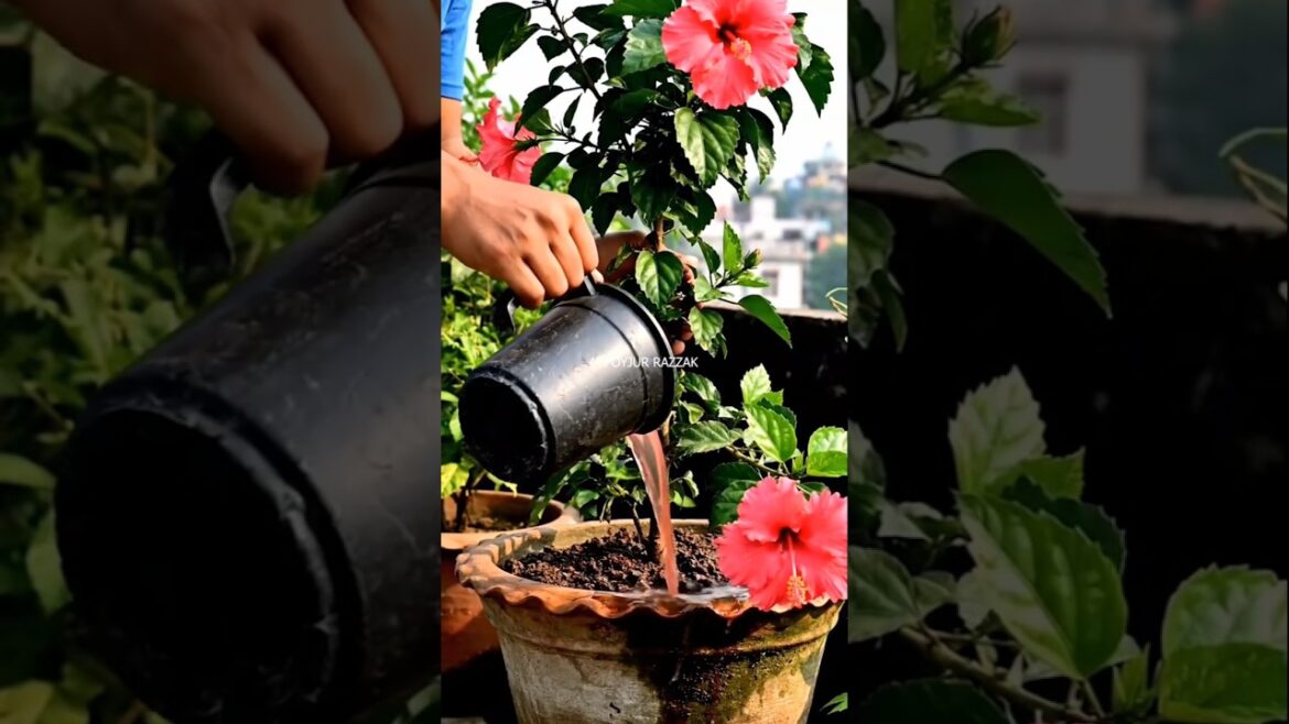 বেশি ফুল ফুটবে #HomeGardening #UrbanFarming #RoofTopGardening