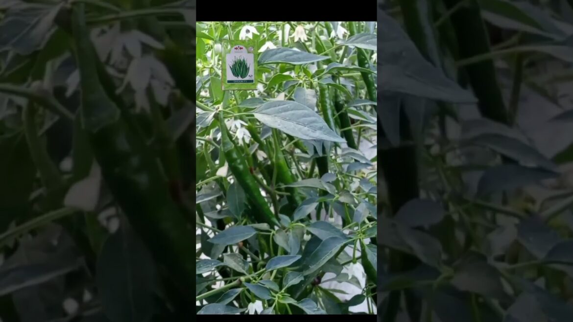 East West Doom F1 Hybrid Chilli Farming #garden #lakshivgardening #gardening #vegetablegarden