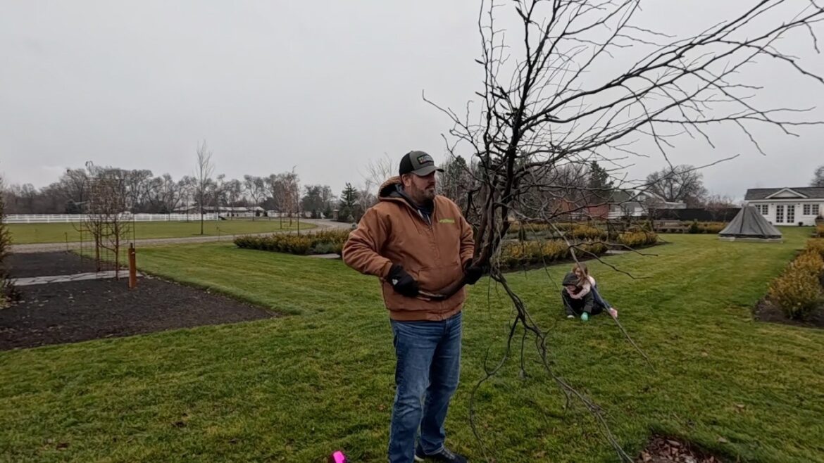 Garden Answer: Pruning Raspberries & Blackberries, Cutting Down a Redbud & Viola/Pansy Update! 🌿✂️🌱 Pruning Raspberries & Blackberries, Cutting Down a Redbud & Viola/Pansy Update! 🌿✂️🌱