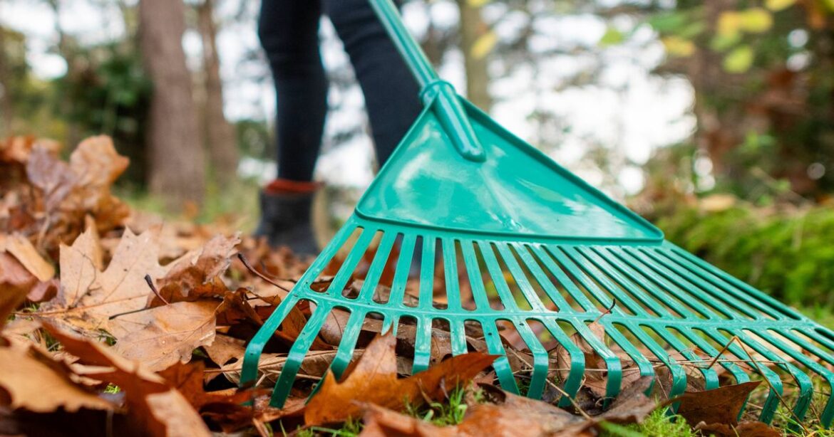 Gardeners urged to do four jobs this January to ensure their grass is greener in spring Wales Online