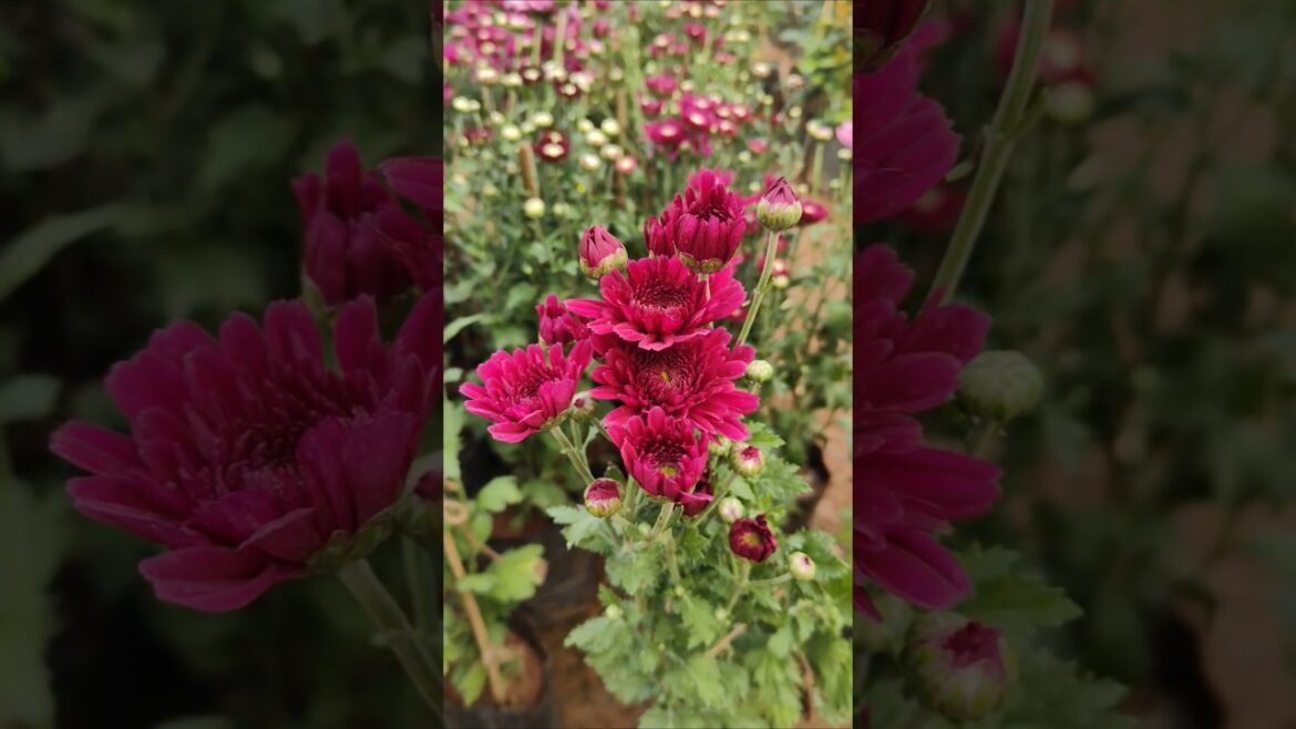 Nursary flowers garden #nursing #shortsfeed #flowers #garden #shortsviral Nursary flowers garden #nursing #shortsfeed #flowers #garden #shortsviral