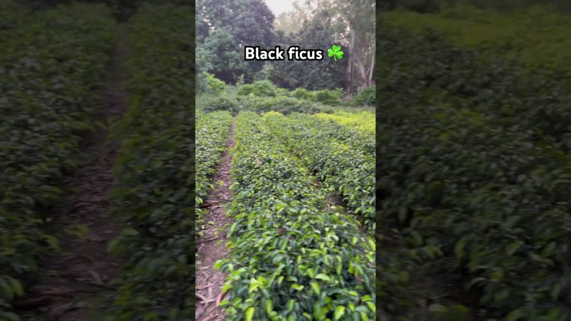 Black ficus bulk quantity available@WorldPlantation.nursery #nursery #garden #plantsofindia#supply