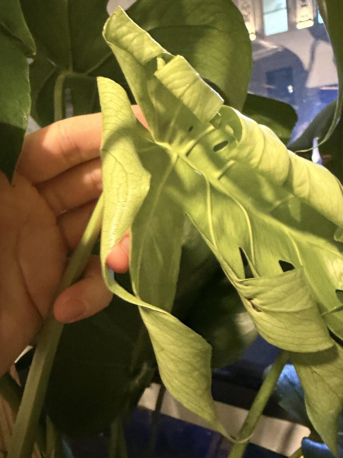 My new leaf got holes! Yay