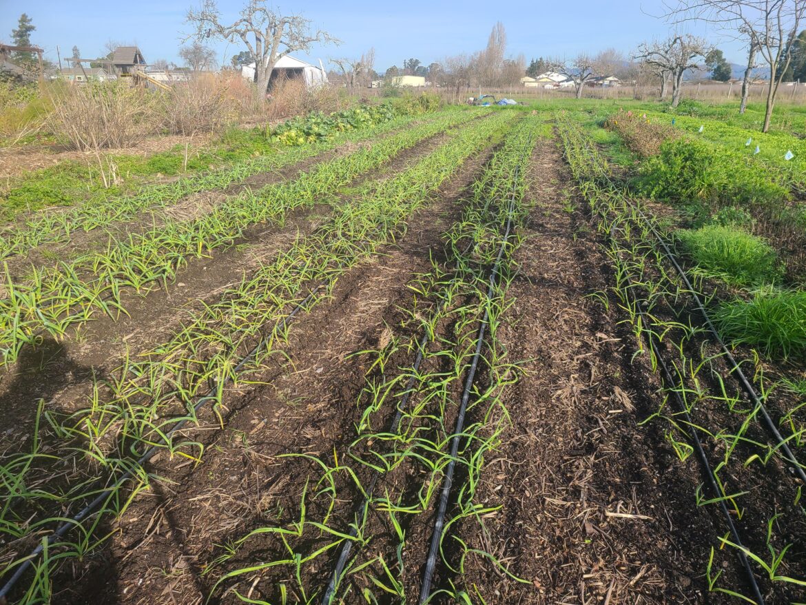 People will tell you that garlic has to be planted pointy end up. Well, behold, all his was planted by dropping cloves down a tube; no care for orientation