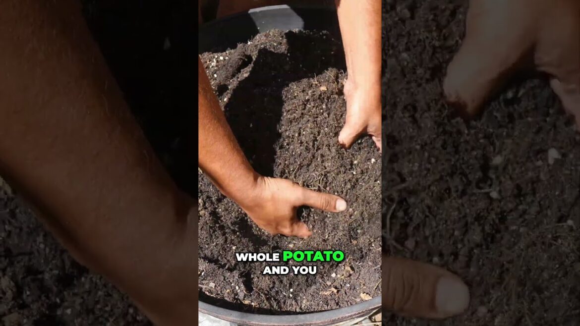 California Gardening: Small Potatoes, Big Flavor: Quick Cooking Ideas #shorts Small Potatoes, Big Flavor: Quick Cooking Ideas #shorts