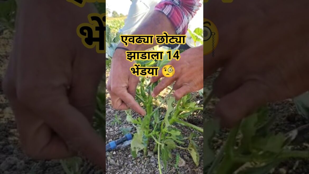 एवढ्या छोट्या झाडाला 14 भेंड्या 🤔 || Winter Okra Hybrid ADV 216 #shorts #shortsfeed #shortvideo