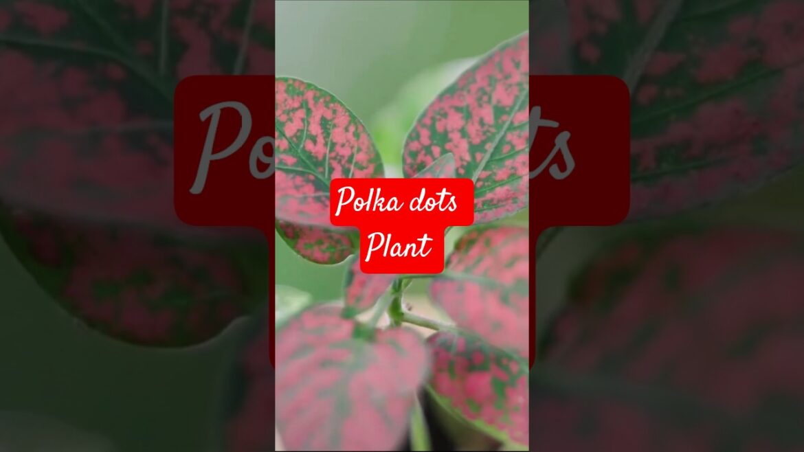 Polka dot plant for an instant garden glow-up
