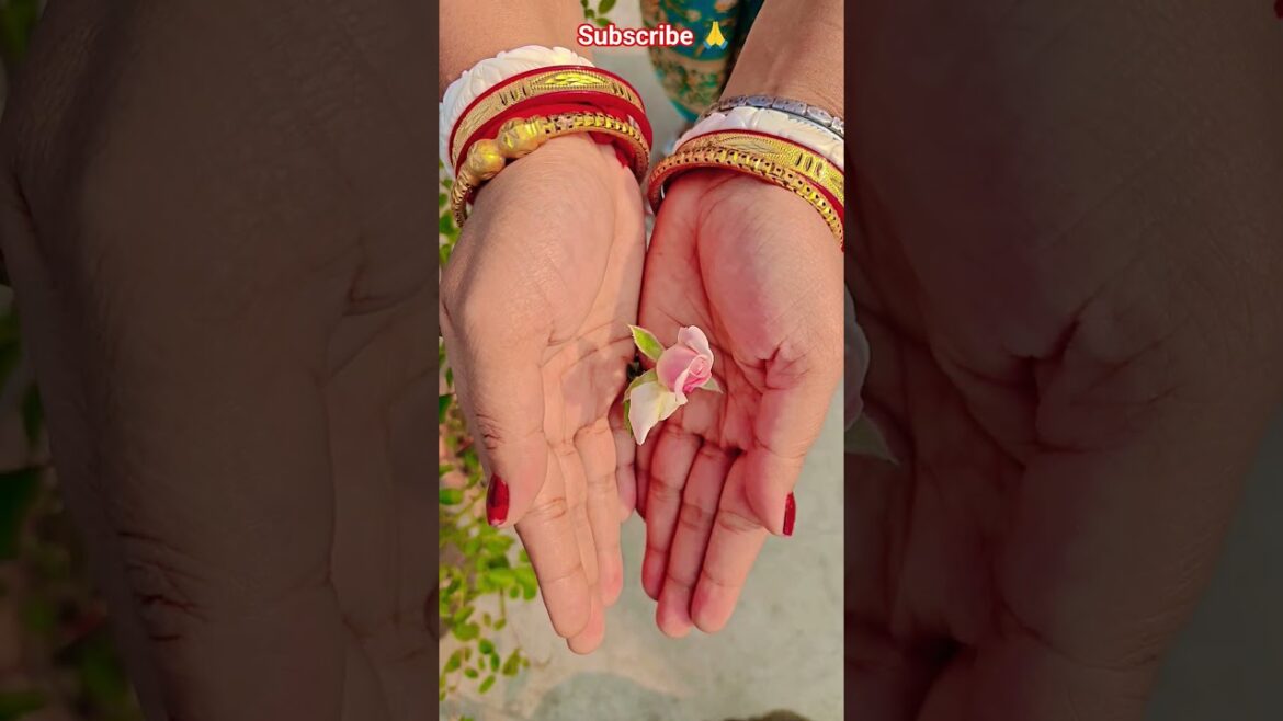 ফুল নিয়ে টিকটক #gardening #youtubeshorts #UpdateGardening #garden #youtubeshort #flowers #rose