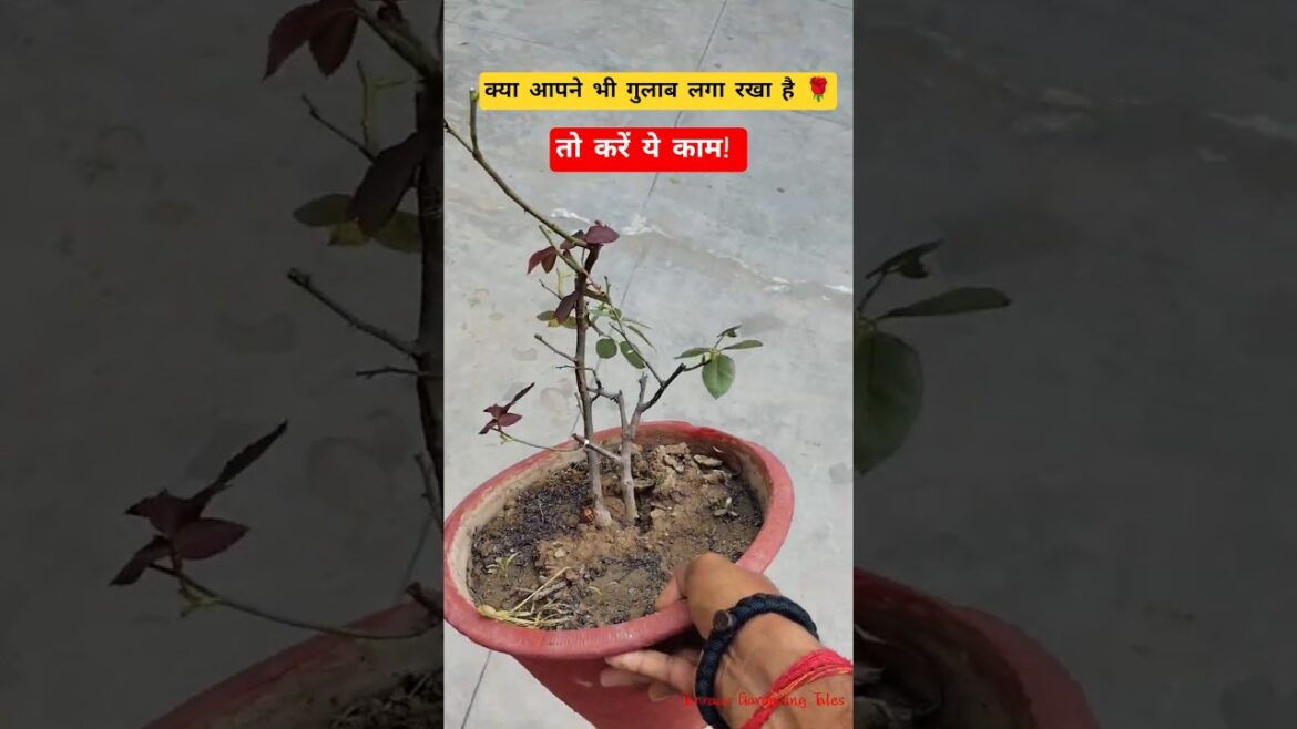 रोज़ लगाना है तो रोज़ लगाएँ 🤪मतलब गुलाब लगाएँ | Winter and Rose growth #short #gardeningtips #Shorts रोज़ लगाना है तो रोज़ लगाएँ 🤪मतलब गुलाब लगाएँ | Winter and Rose growth #short #gardeningtips #Shorts