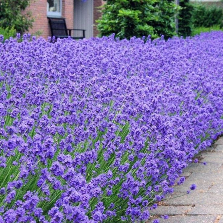 Munstead English Lavender 