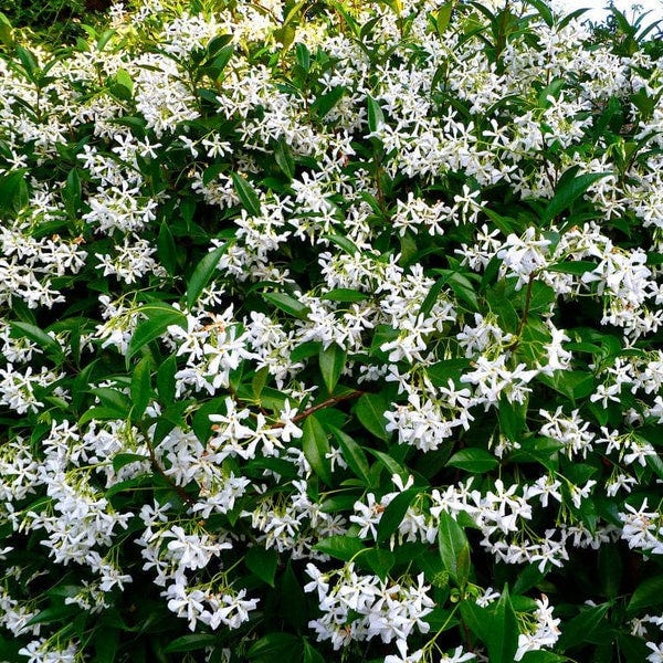 Star Jasmine Plants