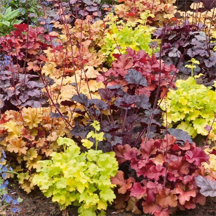 Handsome Heuchera Collection