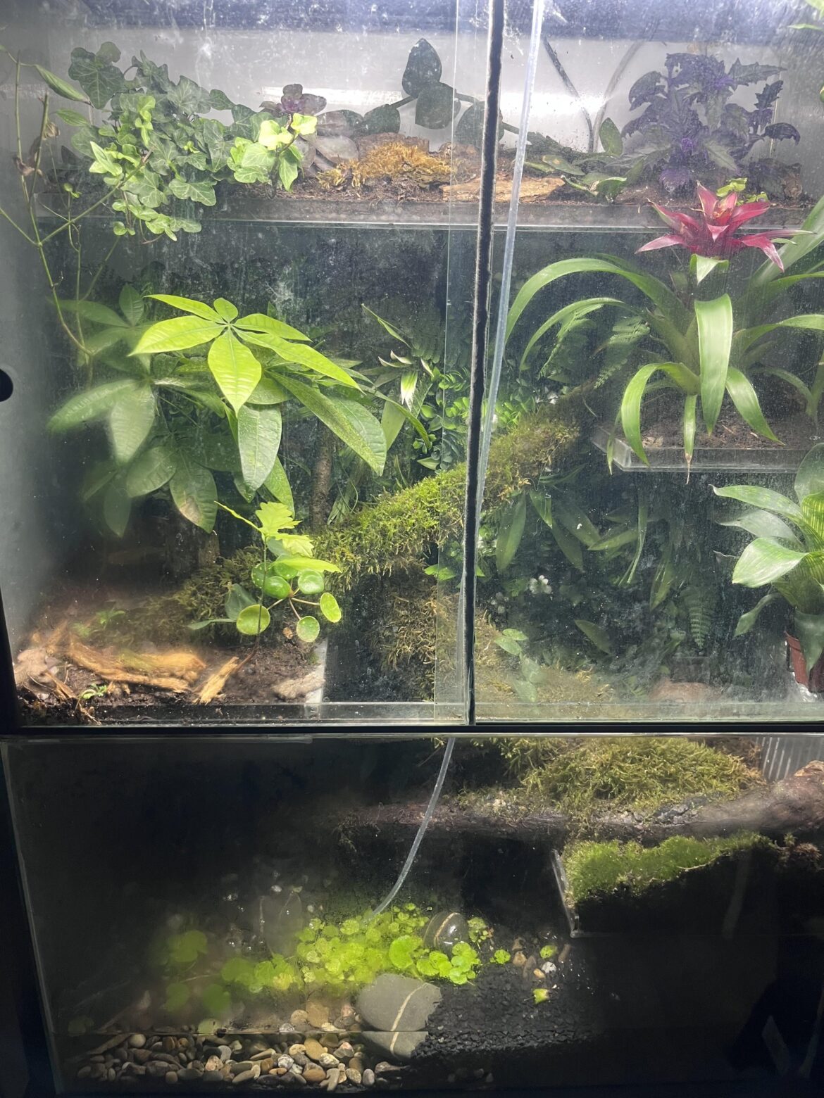 Centipedes killing everything Centipedes killing everything