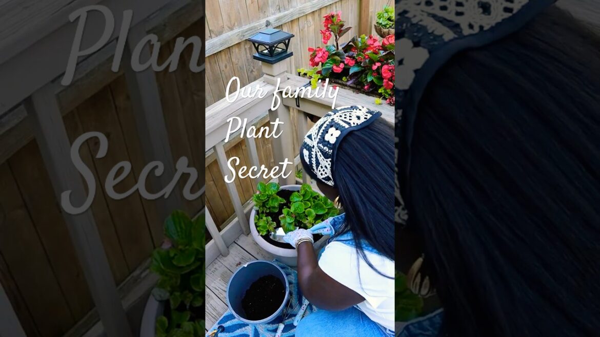 Big Box Store Plant Shopping “Metal Railing Planter” Gardening for Beginners 🌿👩🏾‍🌾🌺