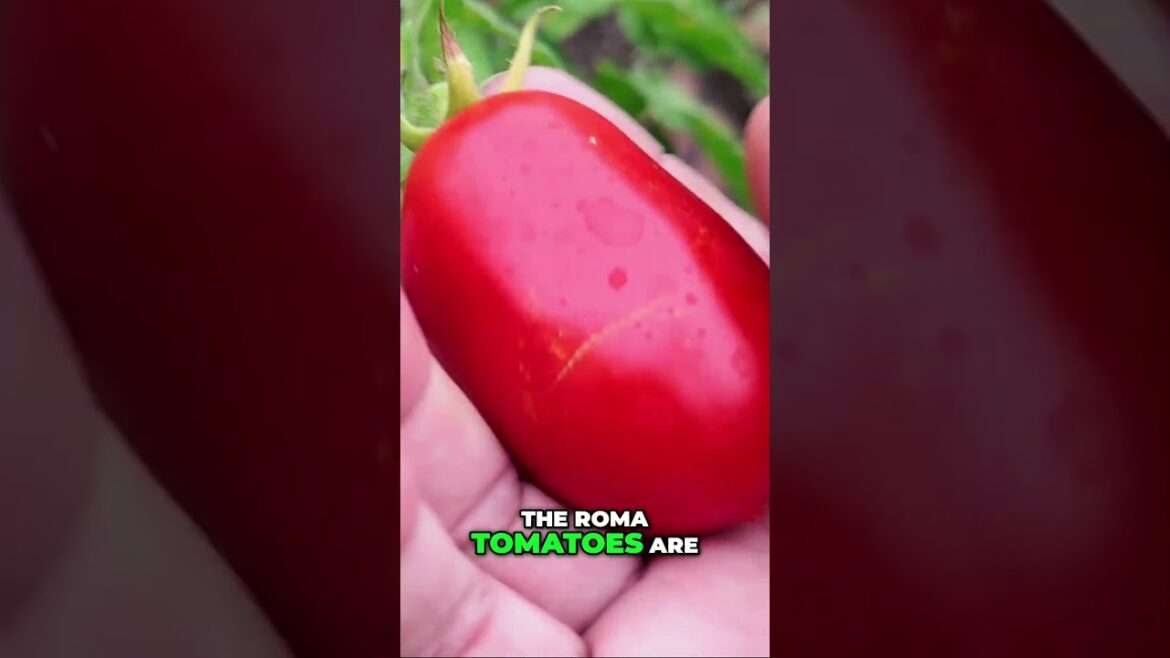 High‑Yield Tomatoes: Celebrity + Roma Harvest Secrets 🍅 #shorts