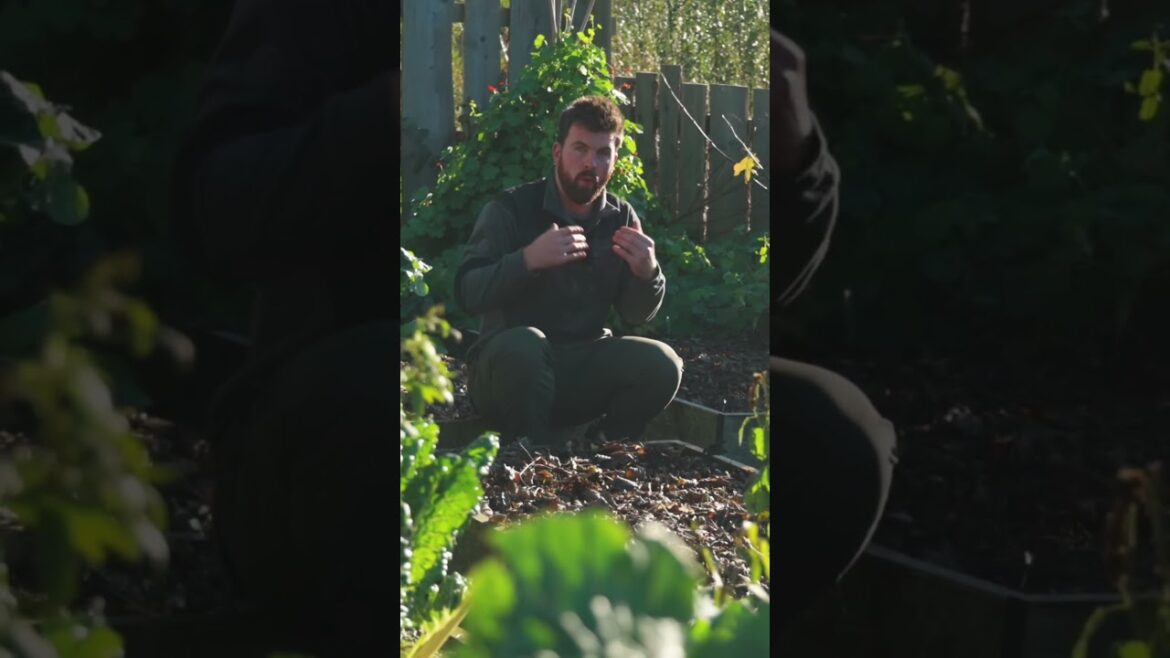 How Nature Feeds Soil Can Teach Us #gardeningtips