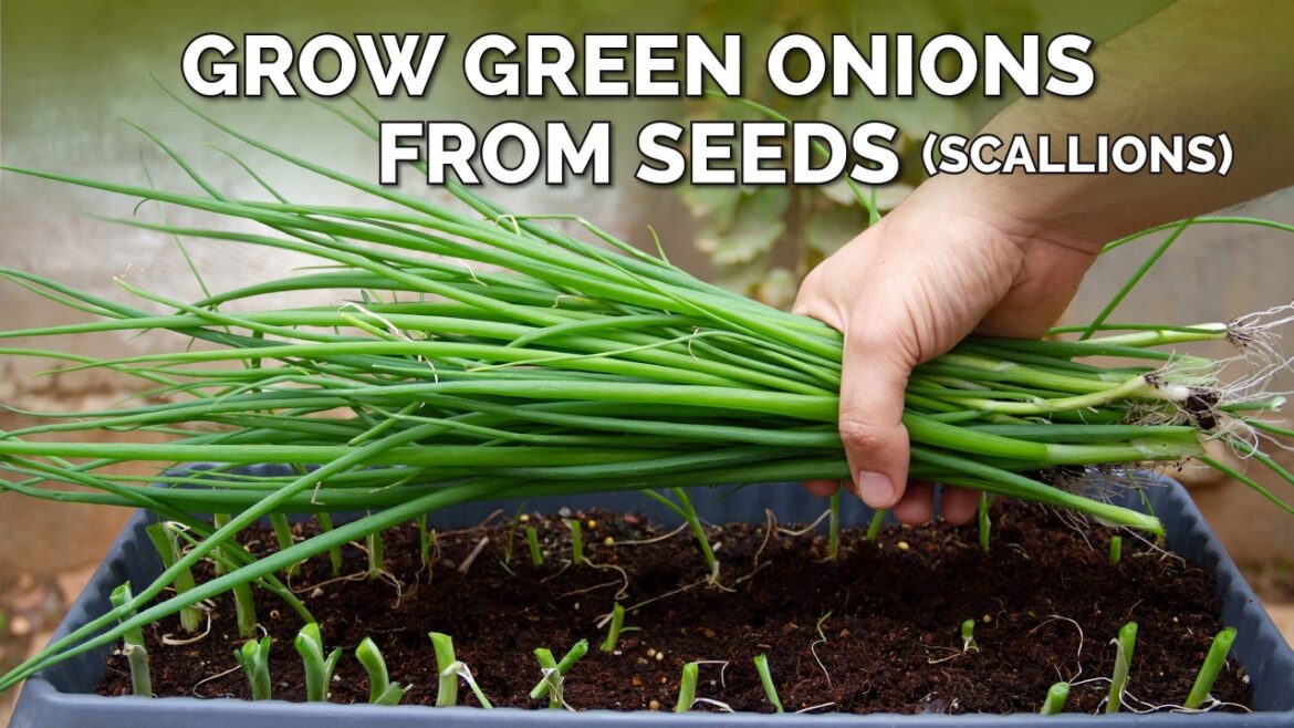 How to Grow Green Onions From Seeds (Scallions)