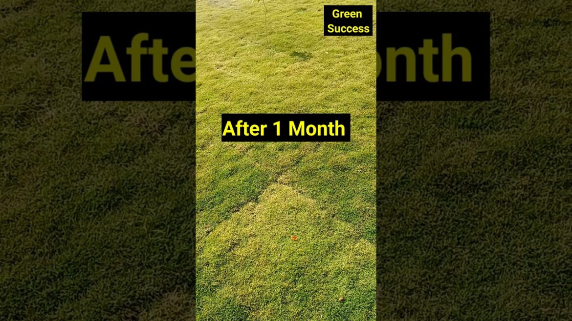 Artificial Grass | Home Garden Design ideas #garden #decoration