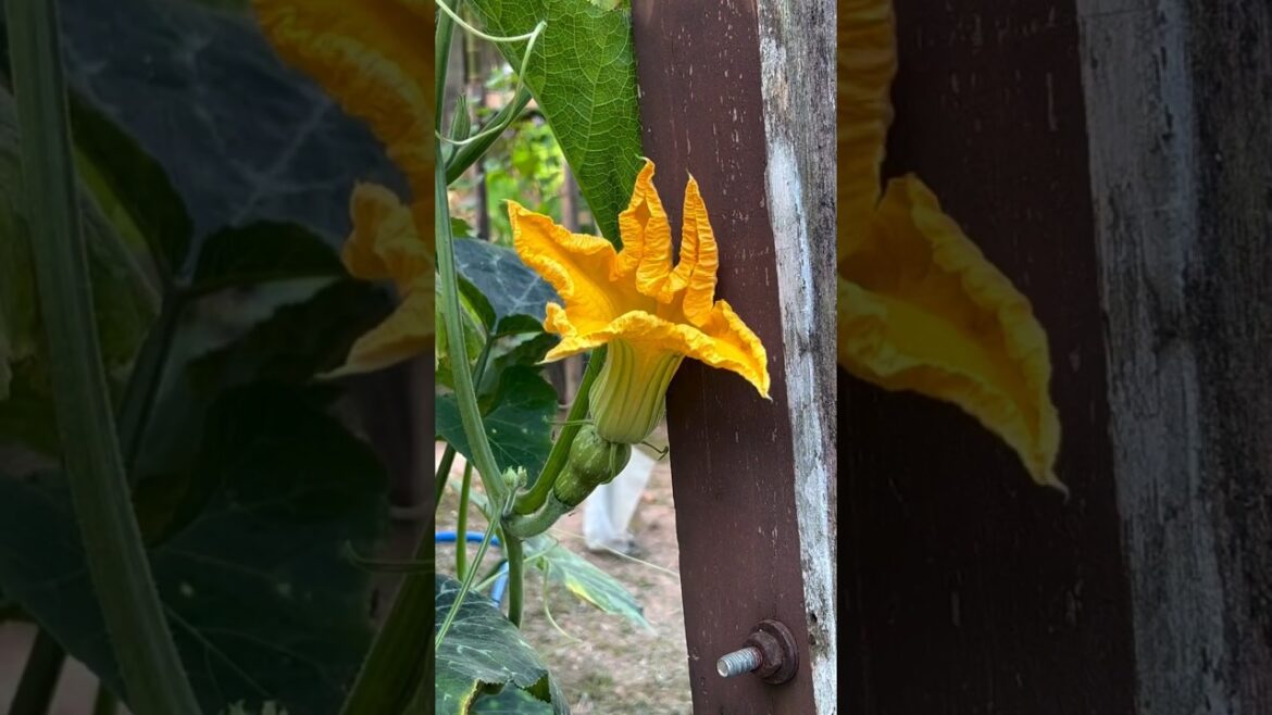 Gardening Tips 🌱 #gardening #agriculture #farmer #farming #pumpkin