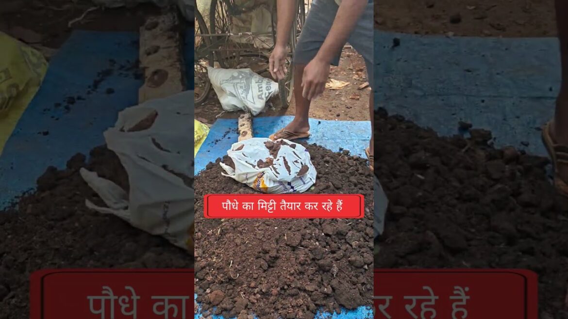garden soil | gardening mitti | gardening tips | gardenideas #garden #gardening #gardeningtips #1m garden soil | gardening mitti | gardening tips | gardenideas #garden #gardening #gardeningtips #1m