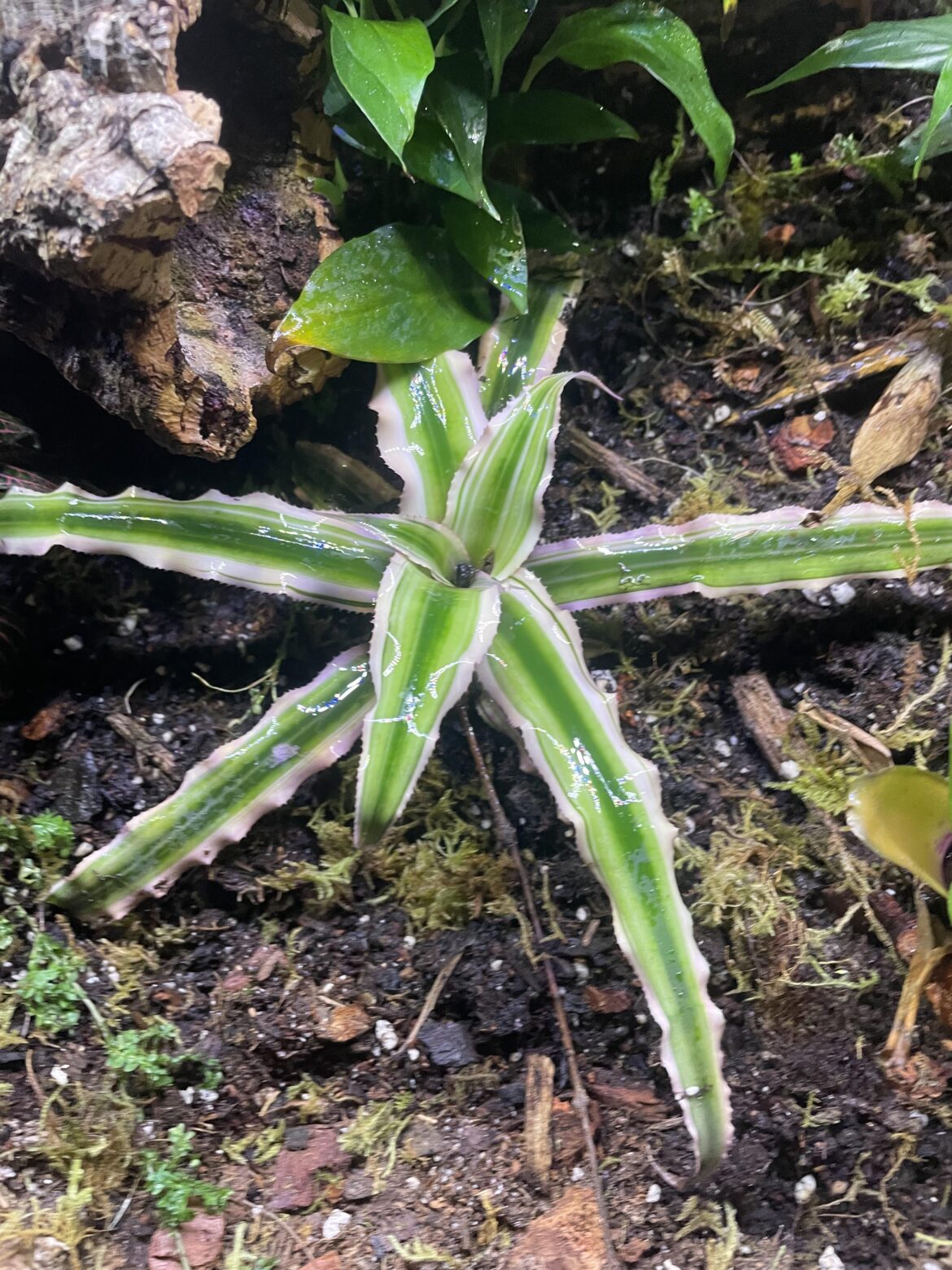 How do I bring red color back?