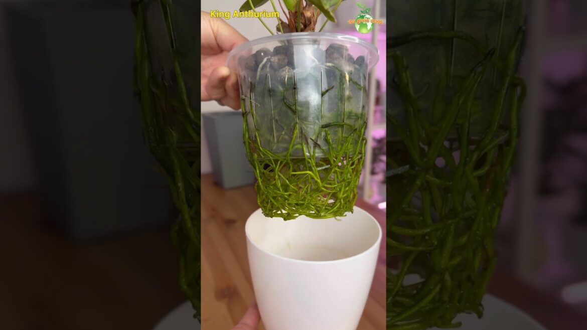 King Anthurium Repotting #thegreenearth  #anthurium #plants