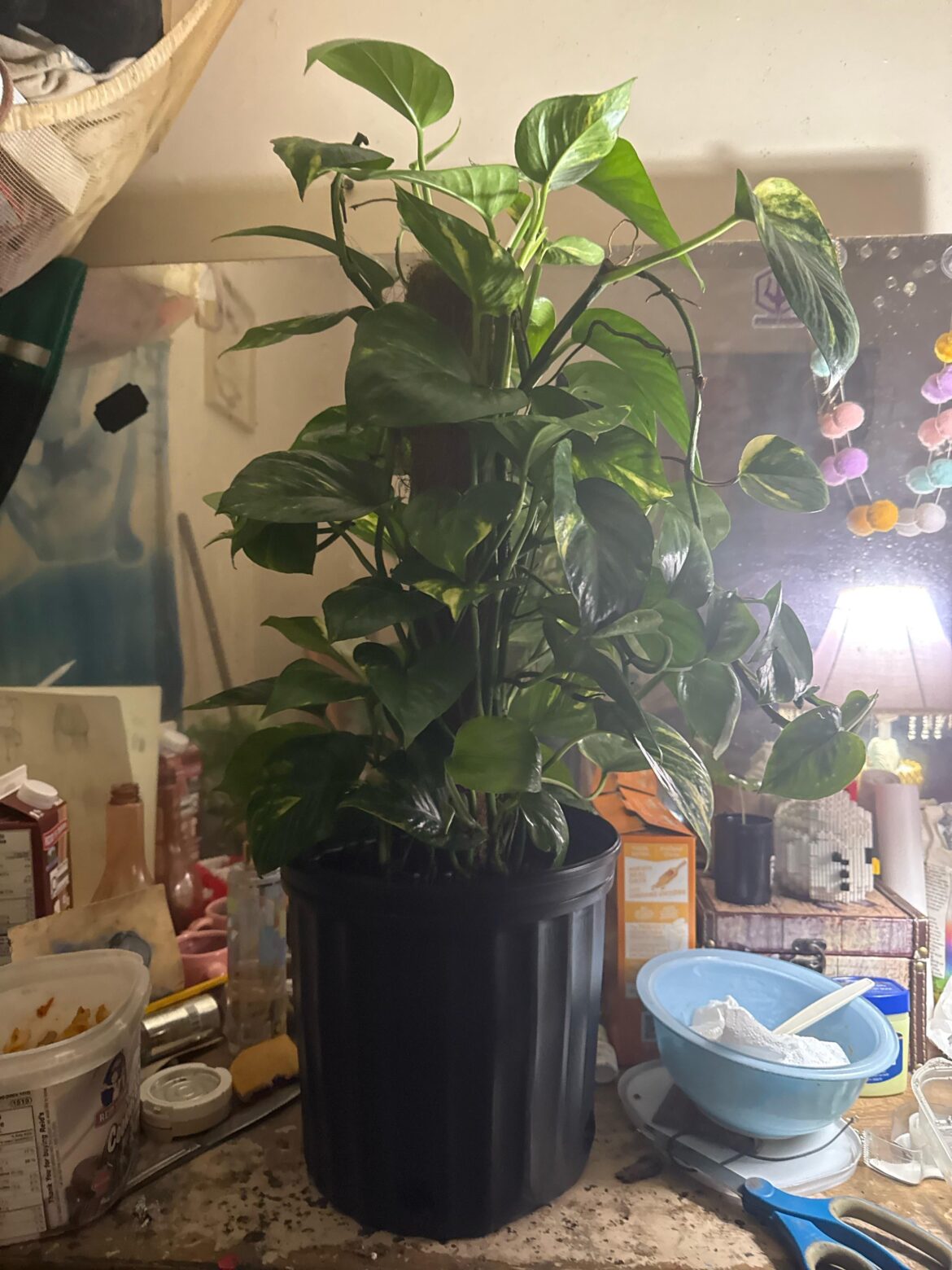 I put 3en1 garden spray on my golden pathos cuz i thought it had rust fungus but most likely doesn’t what else can I do to save it I’ve taken all the dirt out I could and repotted it but it still smells like the 3in 1 spray it’s soo bad still I can smell it as soon as I walk up to my plant