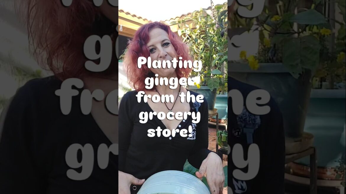 #Planting #ginger from the grocery store! #gardening #gardeningtips #gardentips #gardeners #garden