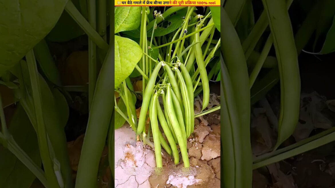 😳How to germinate French bean seeds #homegardening #ytshorts #growth 😳How to germinate French bean seeds #homegardening #ytshorts #growth