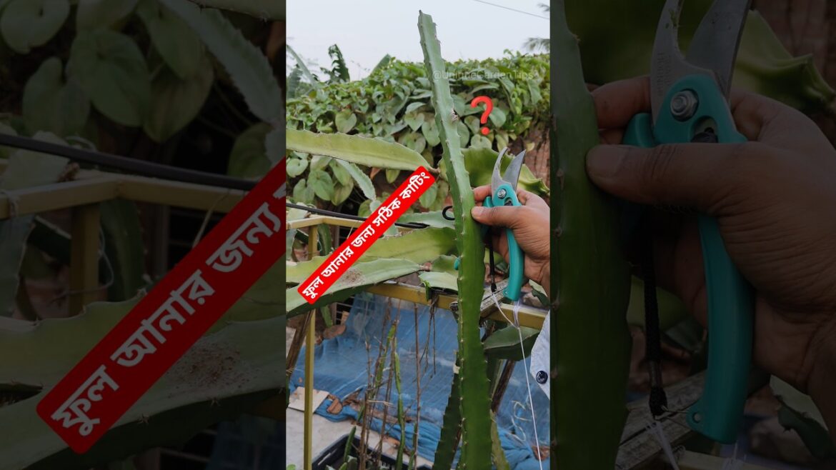 ড্রাগন গাছের ডাল কাটার সঠিক নিয়ম | ড্রাগন গাছের ডাল থেকে কিভাবে চারা তৈরি করতে হয়❓#dragon #shorts ড্রাগন গাছের ডাল কাটার সঠিক নিয়ম | ড্রাগন গাছের ডাল থেকে কিভাবে চারা তৈরি করতে হয়❓#dragon #shorts