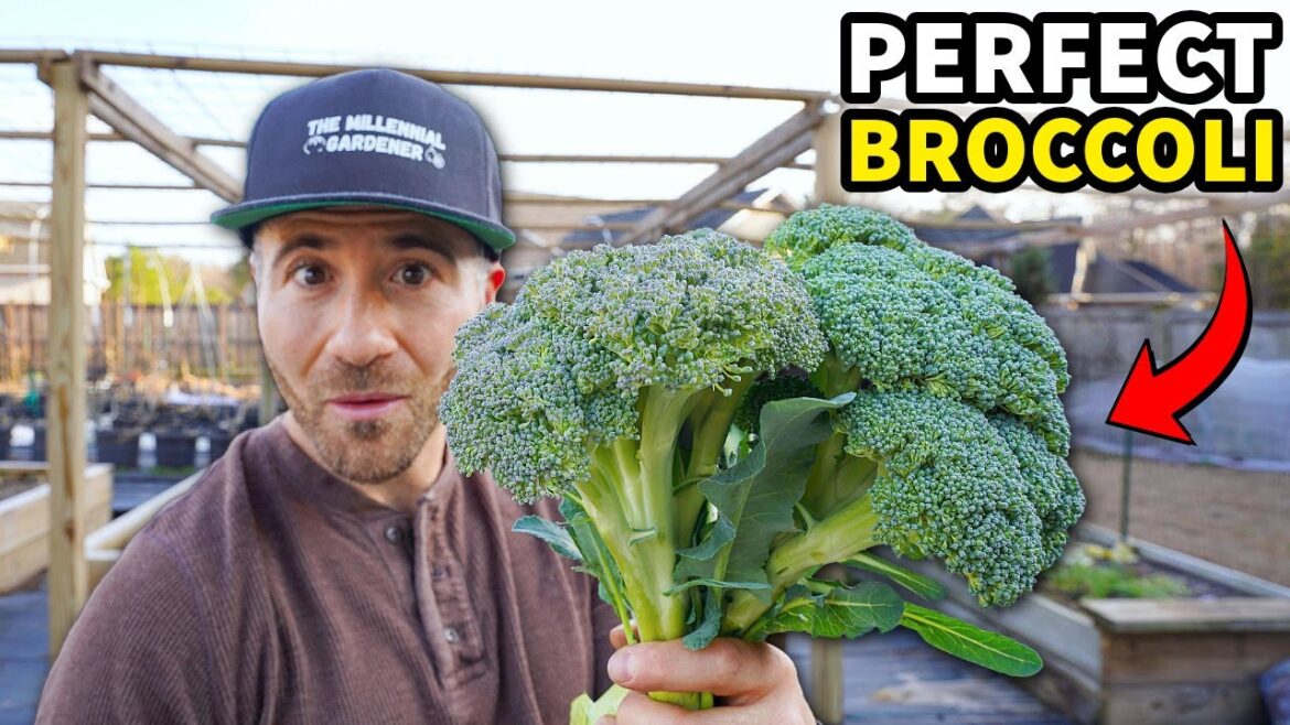 The Secret To Growing PERFECT Broccoli!