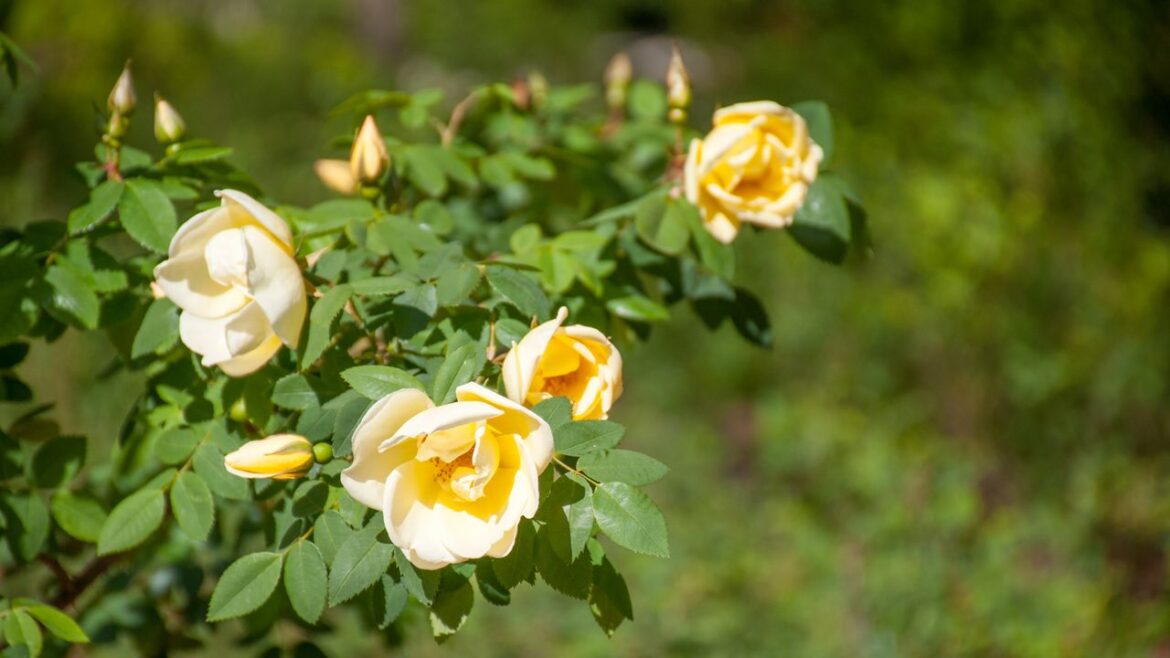 Plant spring-flowering roses now for gorgeous bloom and scent in April and May