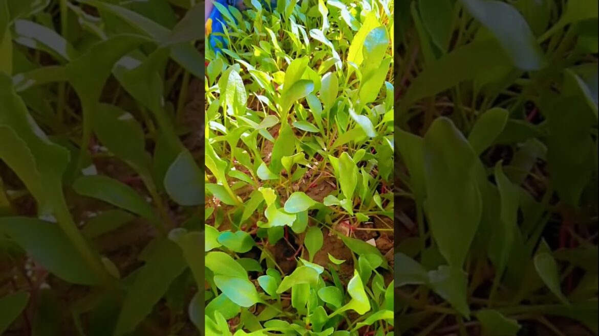 Grow Your OWN SPINACH from Seed#kitchengarden #nature #youtubeshorts Grow Your OWN SPINACH from Seed#kitchengarden #nature #youtubeshorts
