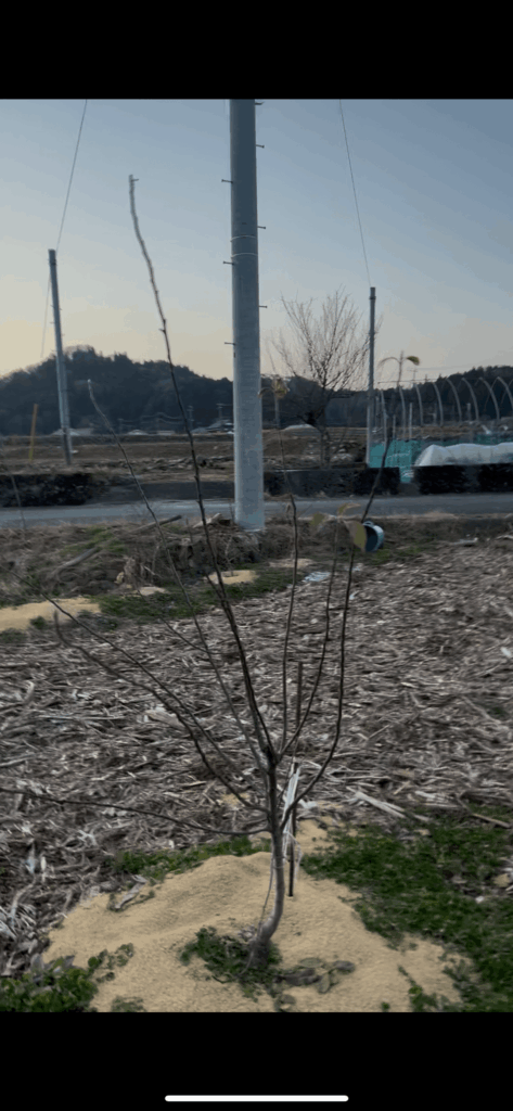 2 year old apple pruning 2 year old apple pruning