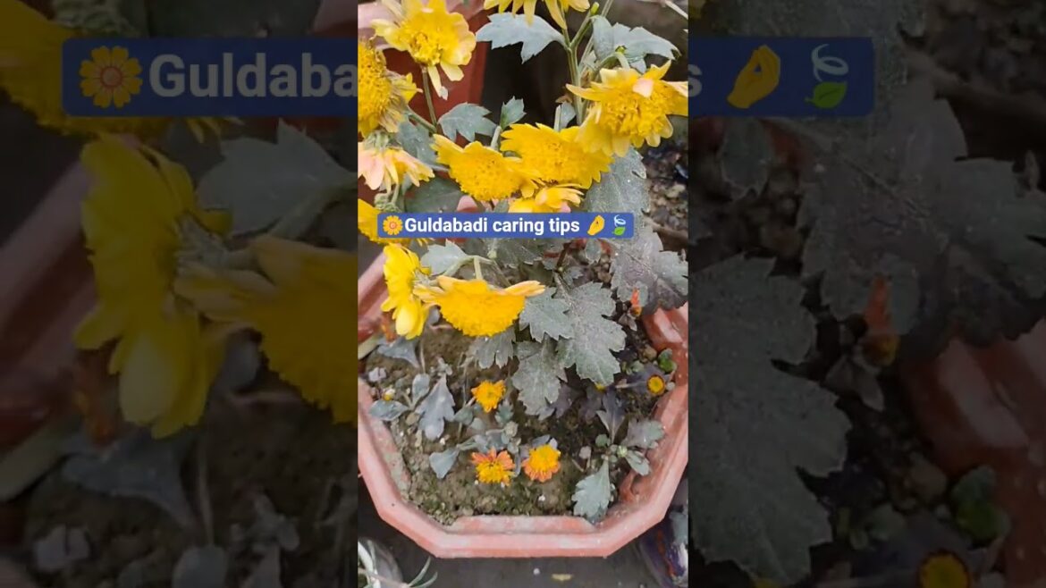 guldabadi caring tips for gardener 🍃✨🤌