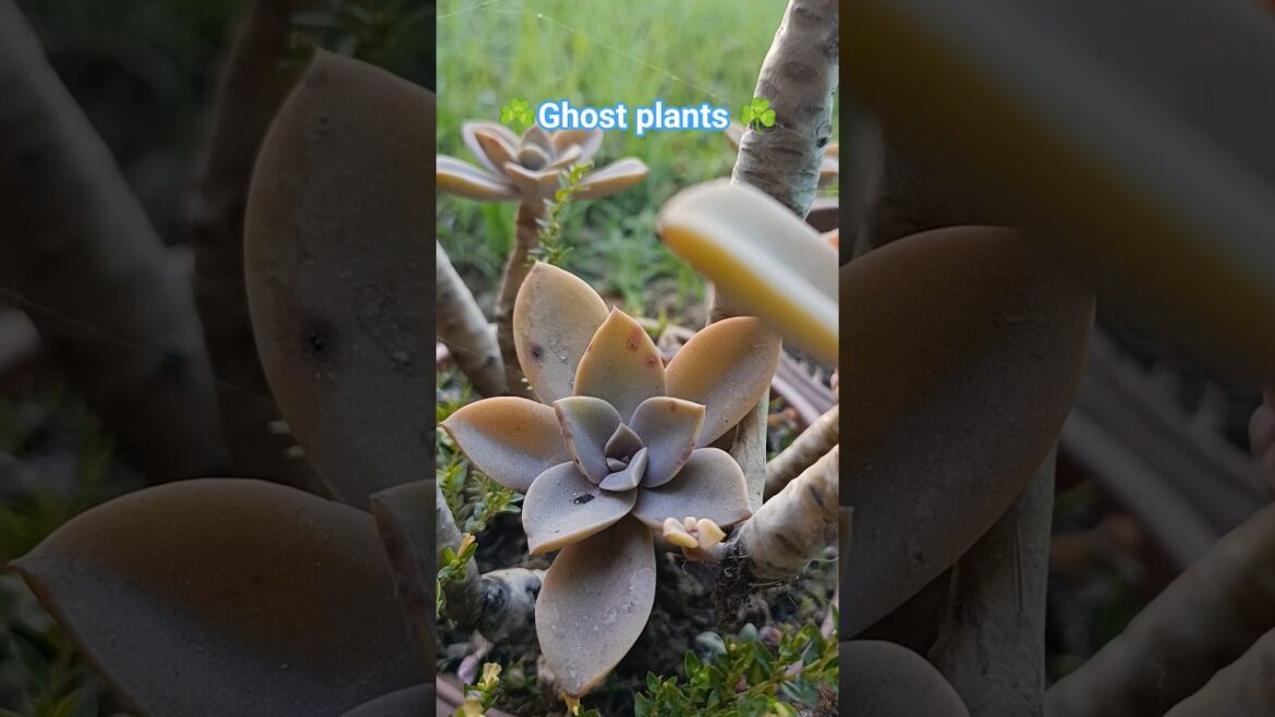 Ghost Plants #Mother of pearl plants#gardenplans#beautiful plant☘️☘️💐💐....