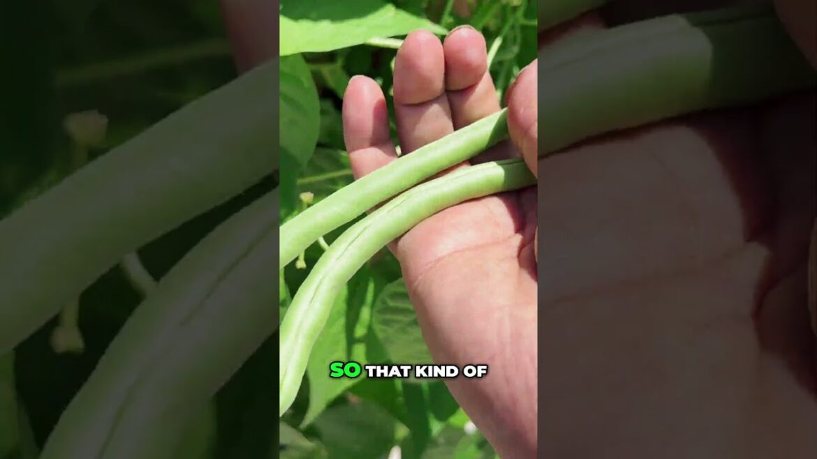 California Gardening: Bush Beans Are Shockingly Productive (Easy Harvest Tips) #shorts Bush Beans Are Shockingly Productive (Easy Harvest Tips) #shorts