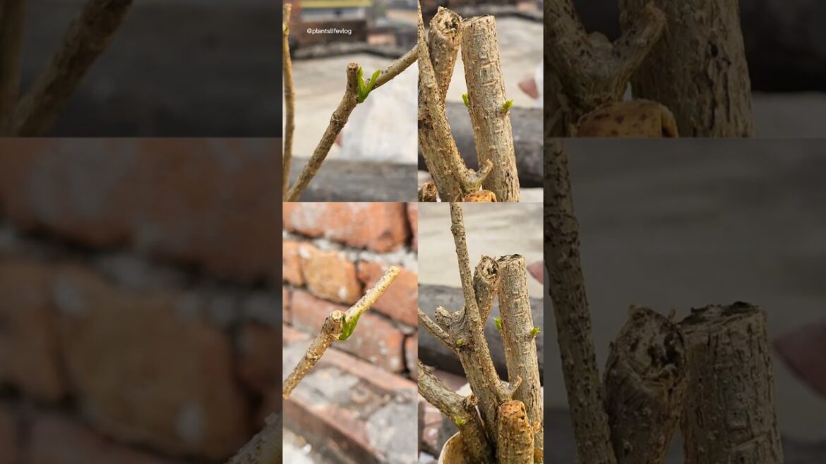 Chandni Cutting Growing tips With result #gardening