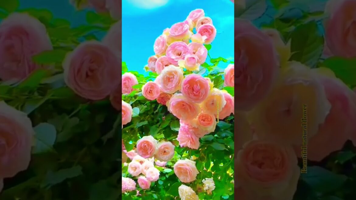 Roses #flower #terracegardenindia #nature #flowers #naturephotography #gardendesign #love #beautiful Roses #flower #terracegardenindia #nature #flowers #naturephotography #gardendesign #love #beautiful