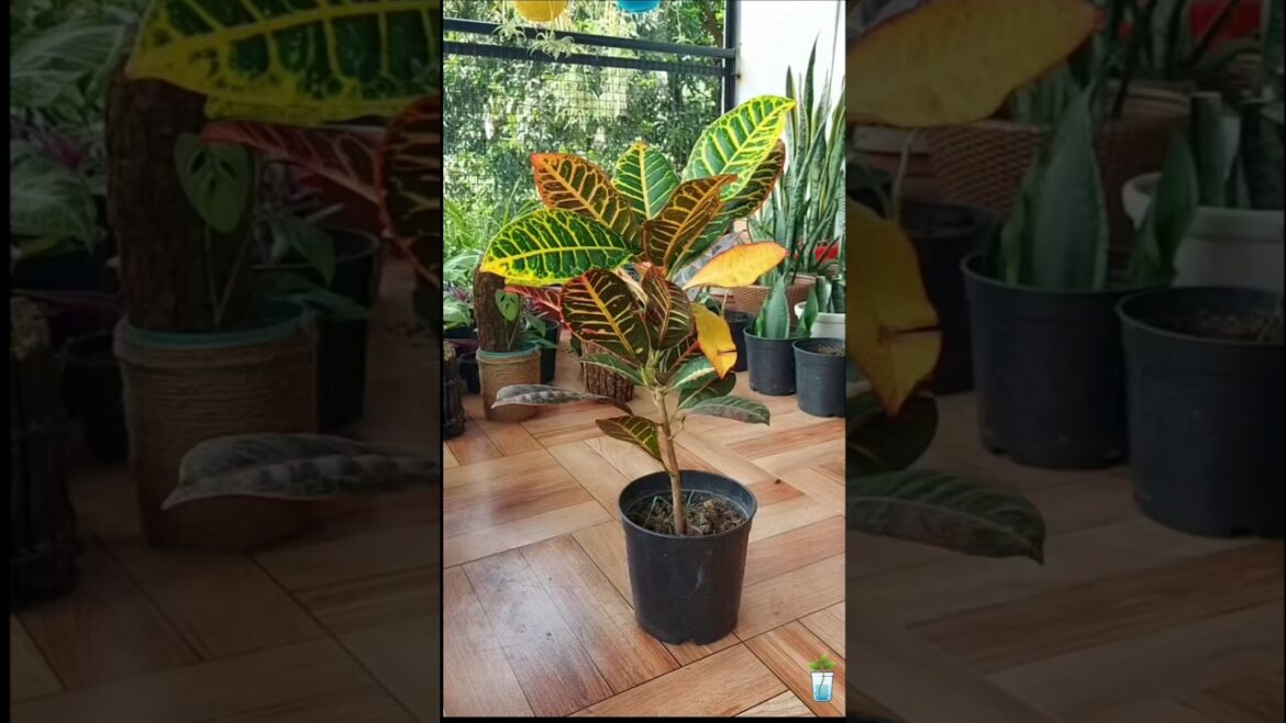How To Grow Croton From Cutting | Croton Grow From Cutting | Easy Propagation #croton #crotonplant How To Grow Croton From Cutting | Croton Grow From Cutting | Easy Propagation #croton #crotonplant