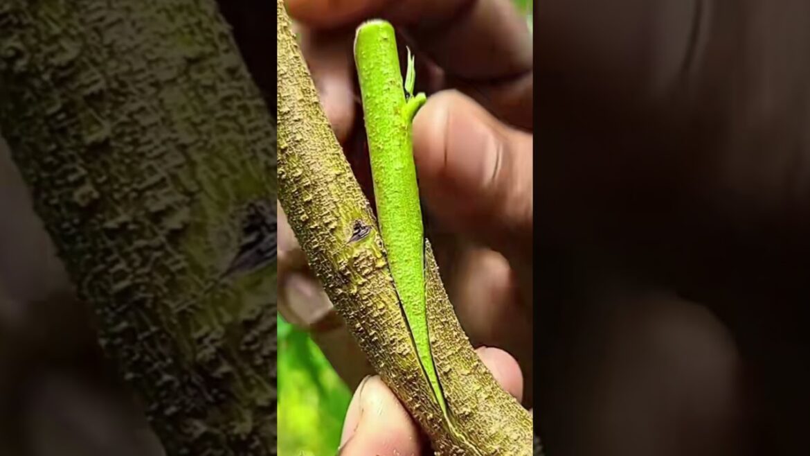 Tree grafting method #treanding #satisfying #grow #growtree Tree grafting method #treanding #satisfying #grow #growtree