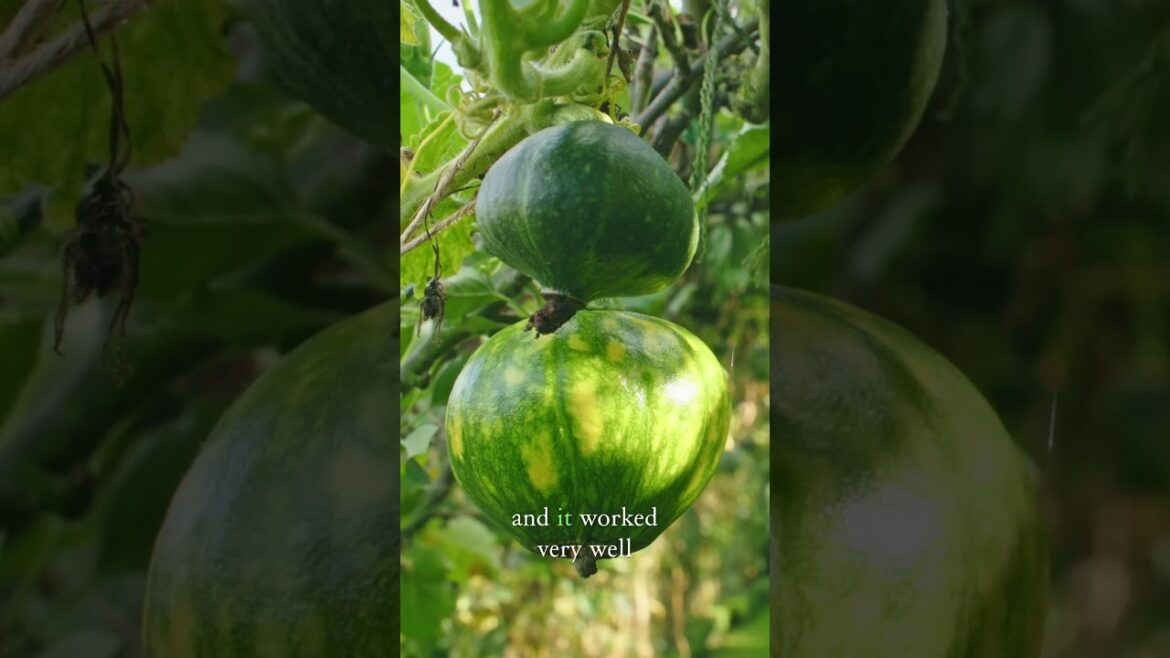 Genius Way to Grow Pumpkins #gardeningideas