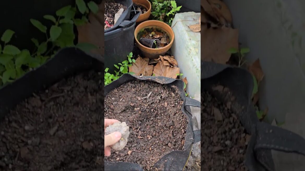 This Rock Started Sprouting… So I Planted It 🌱 This Rock Started Sprouting… So I Planted It 🌱