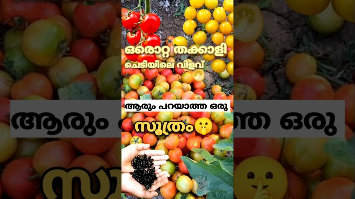 കുലകുത്തി തക്കാളി ഉണ്ടാക്കാനൊരു സൂത്രം #krishi #tomato #garden #plants #tips #farming