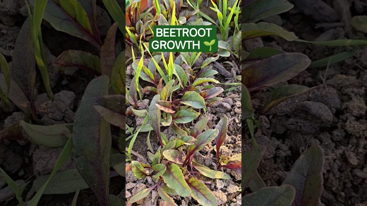 Log Kya Kahenge?🌱 Beetroot Growth From Seeds | Chukandar Plant Shorts #Shorts #YtShorts